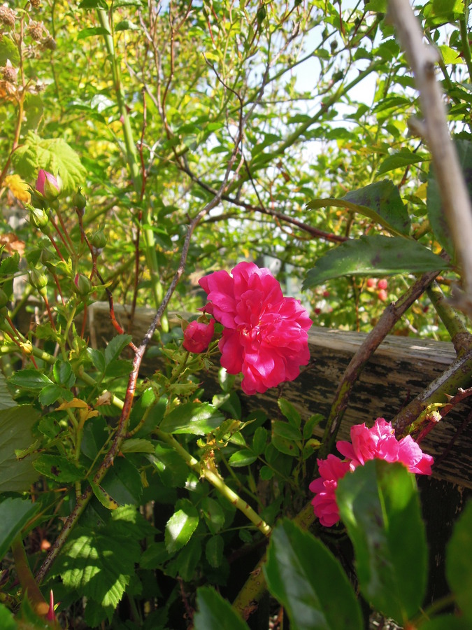 Yet Another Beautiful Rosa sp. cultivar